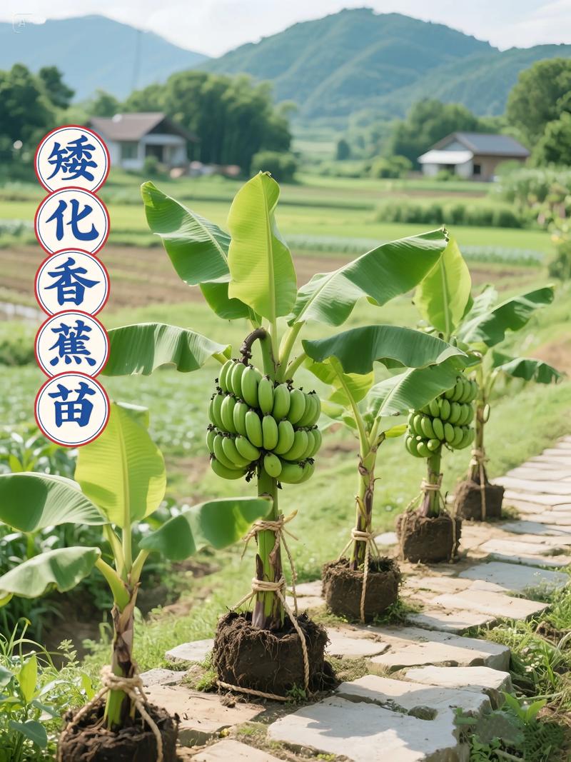 2025香蕉种植市场前景如何?