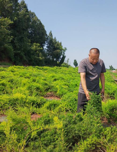2025年药材种植前景如何?