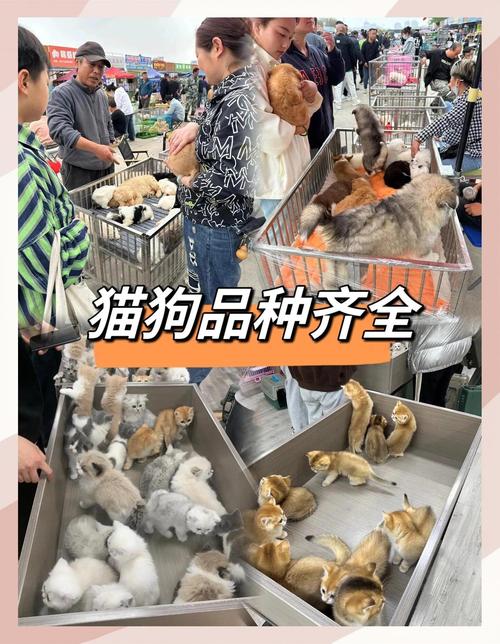 宠物托运市场前景究竟如何?