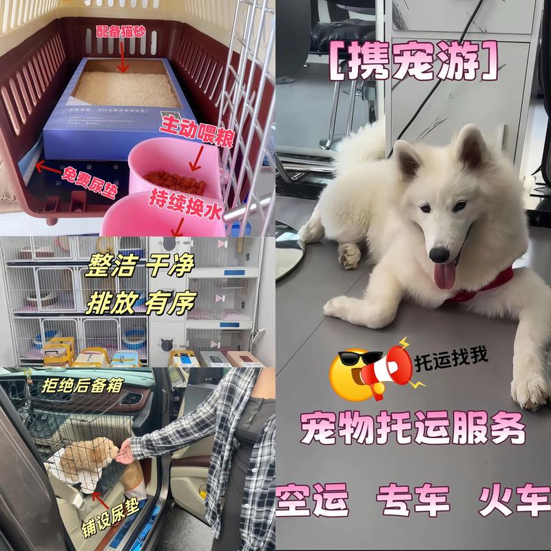 宠物托运市场前景究竟如何?