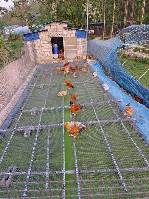 2025禽类养殖业前景如何?机遇与挑战并存?