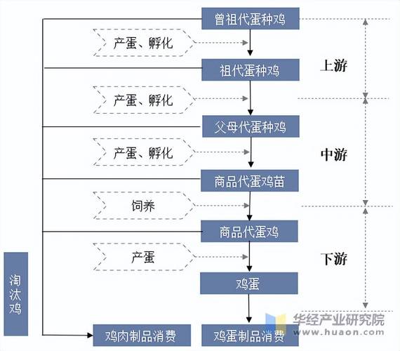 中国蛋鸡行业现状如何,前景又在哪里?