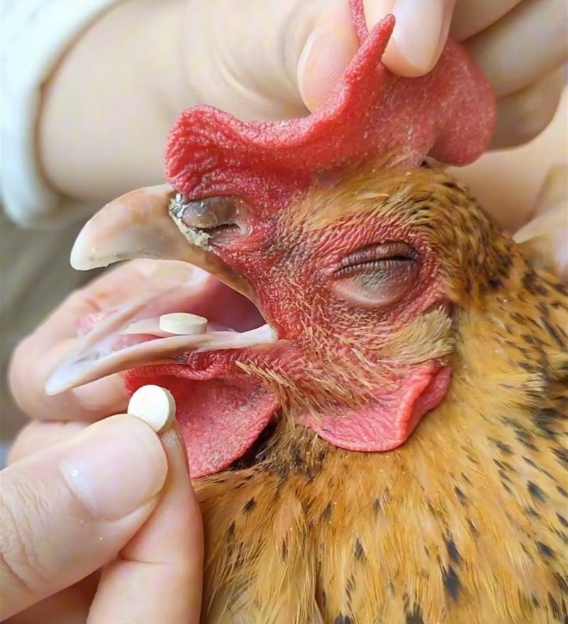 未来几年肉鸡养殖前景究竟如何?