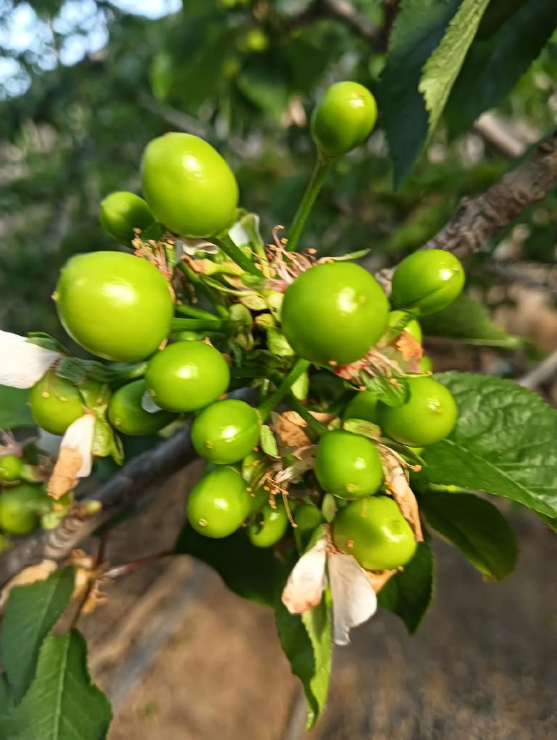 2025车厘子种植前景如何?