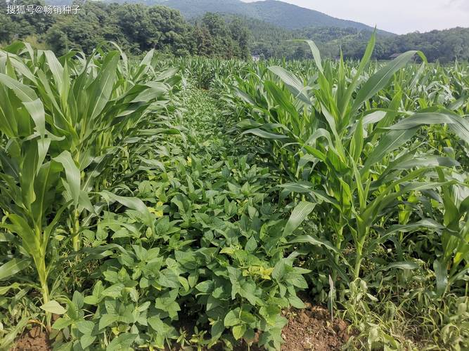 2025年蔬菜种植前景如何?机遇与挑战并存?