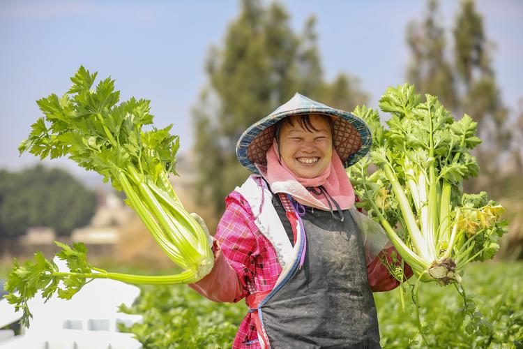 2025年蔬菜种植前景如何?机遇与挑战并存?