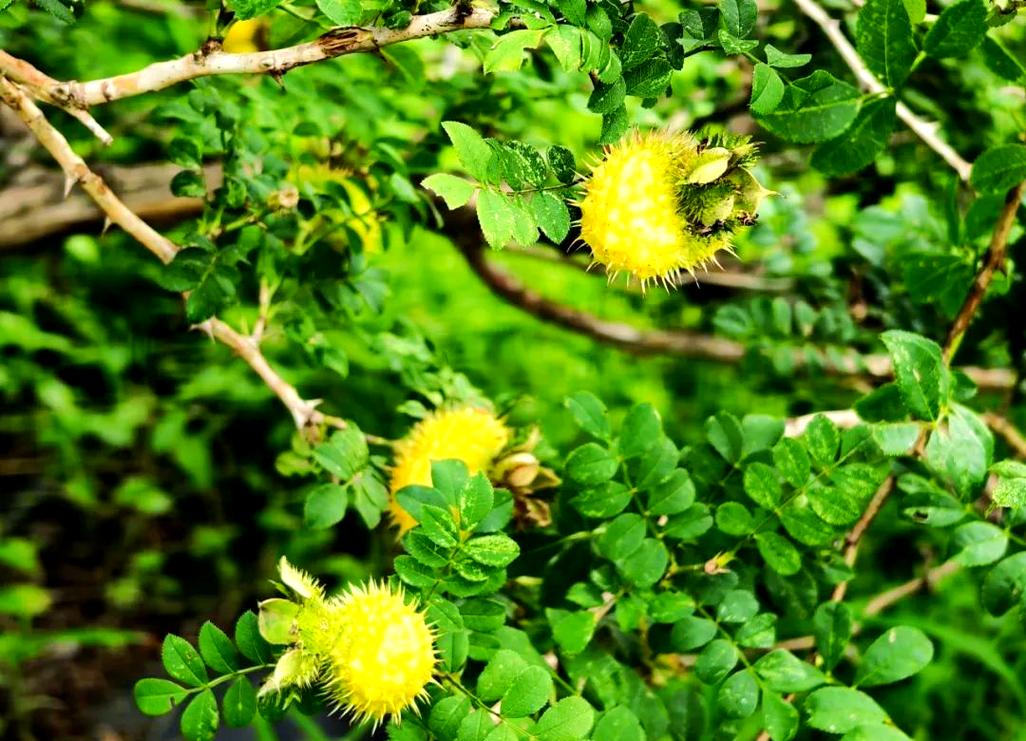 刺梨产业应用前景广阔,具体方向有哪些?
