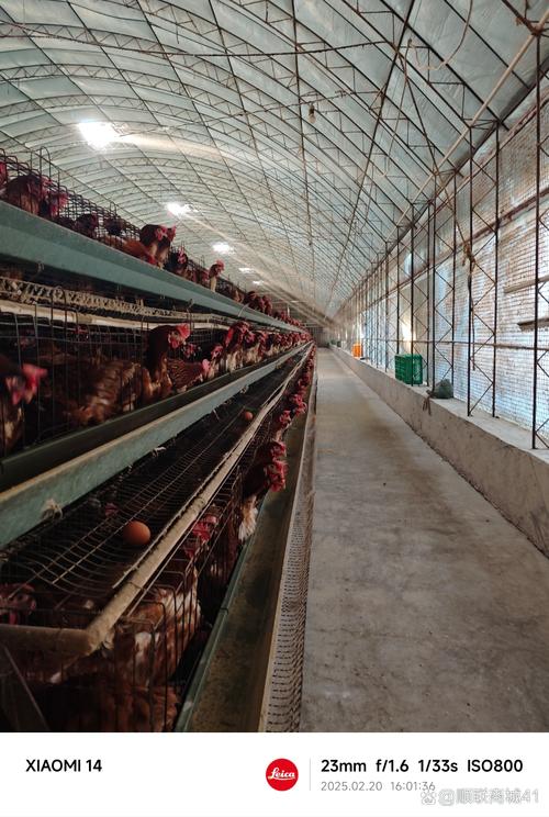 家禽设施养殖前景如何?未来趋势怎样?