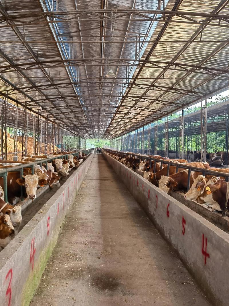 家禽设施养殖前景如何?未来趋势怎样?