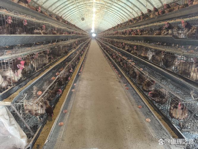 家禽设施养殖前景如何?未来趋势怎样?