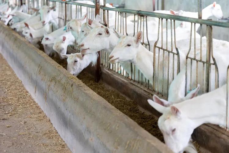 牛羊未来发展趋势如何?