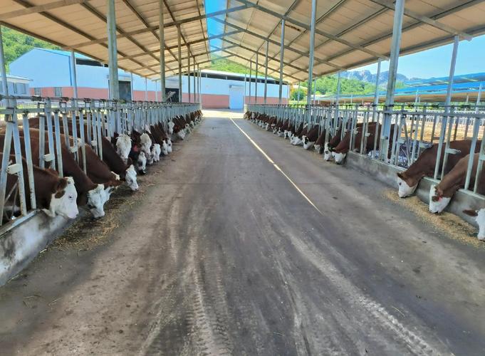 2025年奶牛养殖前景如何?机遇与挑战并存?