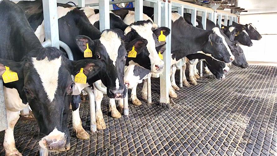 2025年奶牛养殖前景如何?机遇与挑战并存?