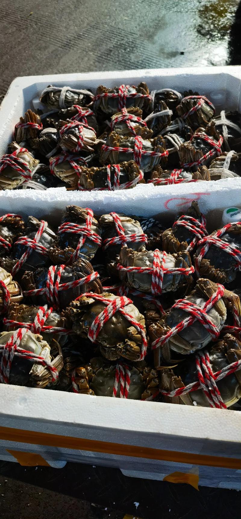 2025年螃蟹养殖前景如何?市场与风险怎样?