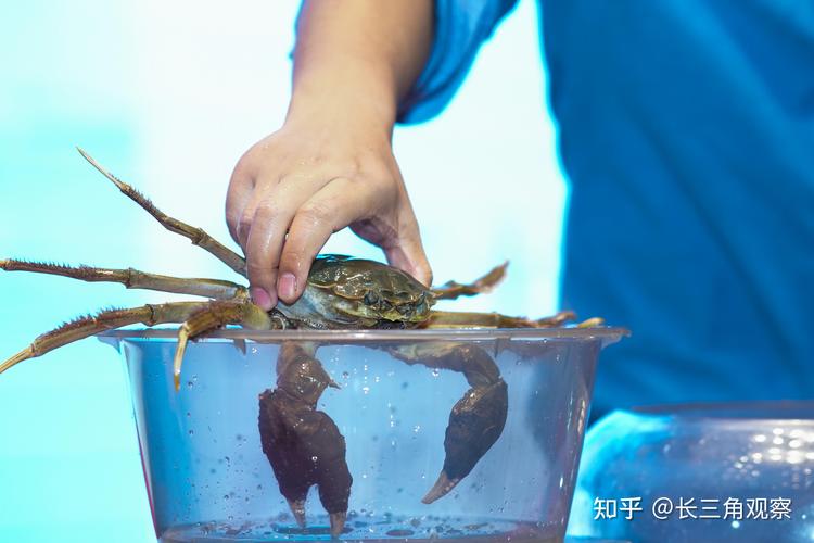 2025年螃蟹养殖前景如何?市场与风险怎样?