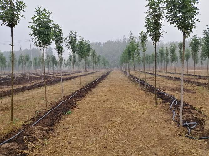 我国林业政策不完善,问题出在哪?