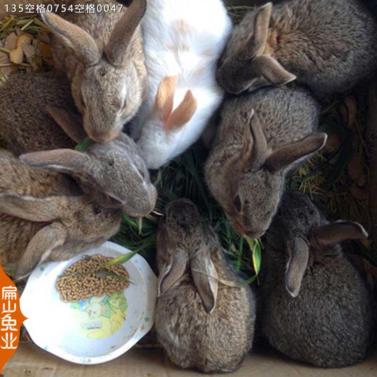 2025养殖兔子前景如何?市场风险与收益怎样?