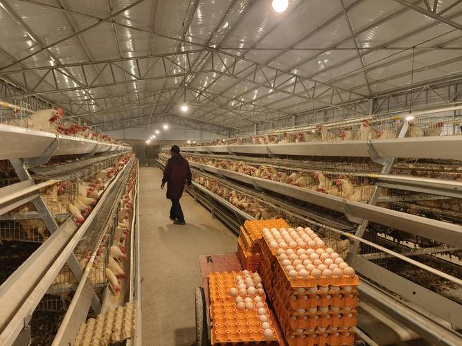 2025年蛋鸡养殖前景如何?市场机遇与挑战并存?