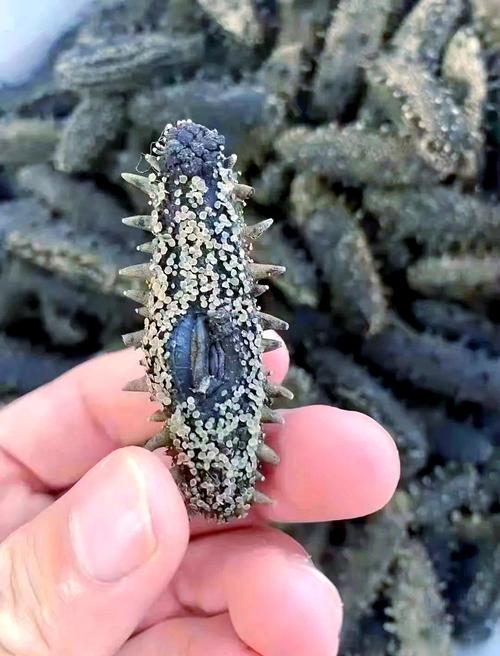 2025年海参养殖前景如何?市场与风险并存吗?