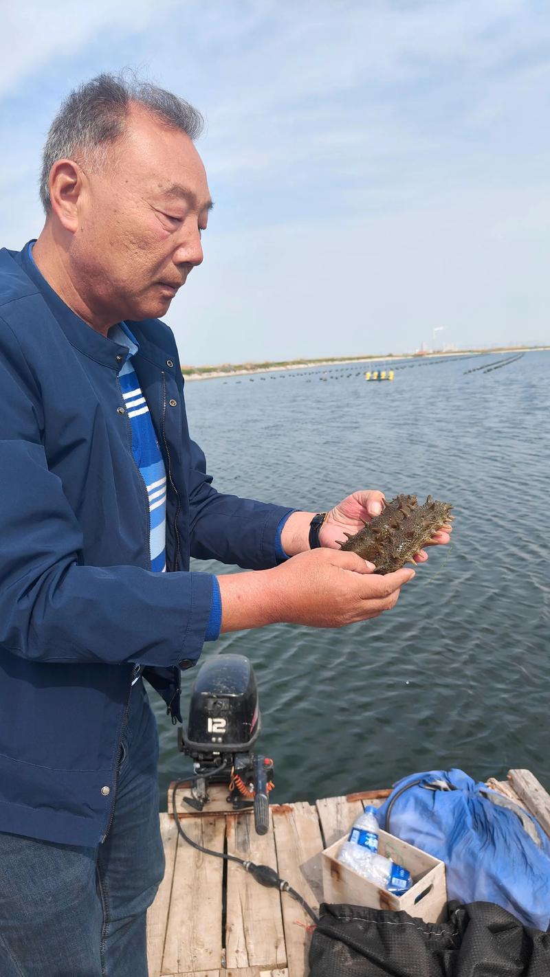 2025年海参养殖前景如何?市场与风险并存吗?