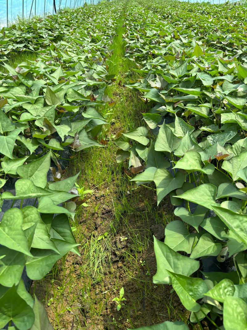 2025年红薯种植前景