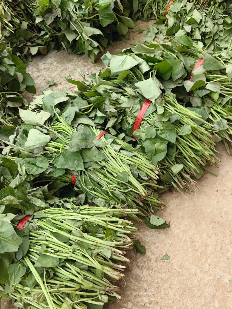 2025年红薯种植前景