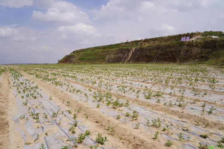 2025年黄芪种植前景如何?
