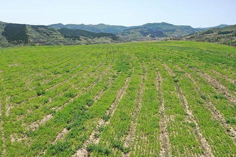 2025年黄芪种植前景如何?