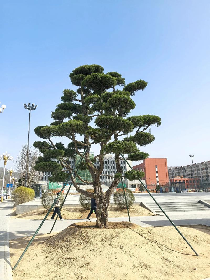 2025年绿化苗木前景