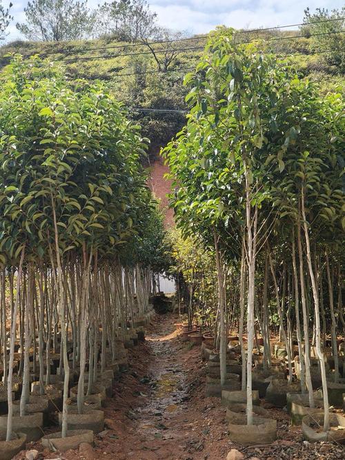 2025年绿化苗木前景