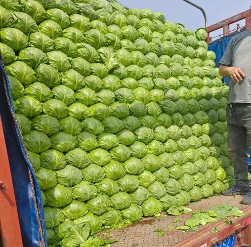 2025甘蓝种植前景如何?市场行情会涨吗?