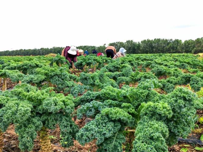 2025甘蓝种植前景如何?市场行情会涨吗?