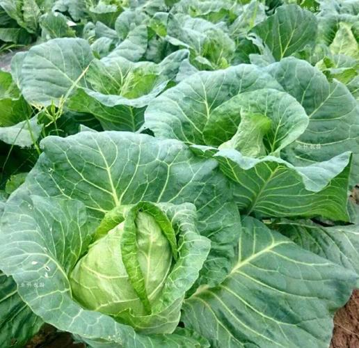 2025甘蓝种植前景如何?市场行情会涨吗?