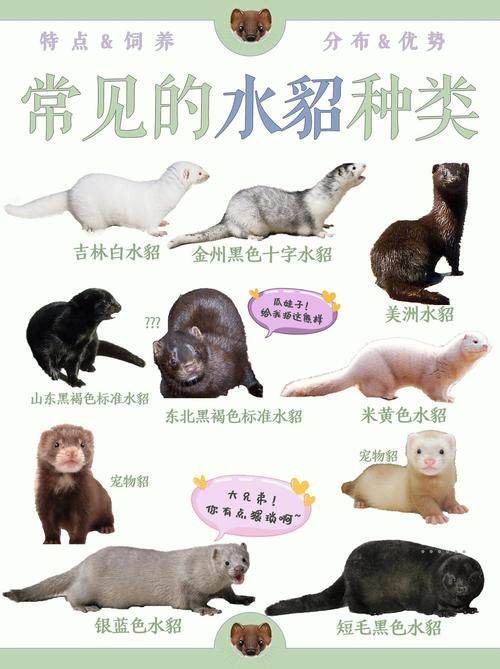 2025年水貂养殖前景