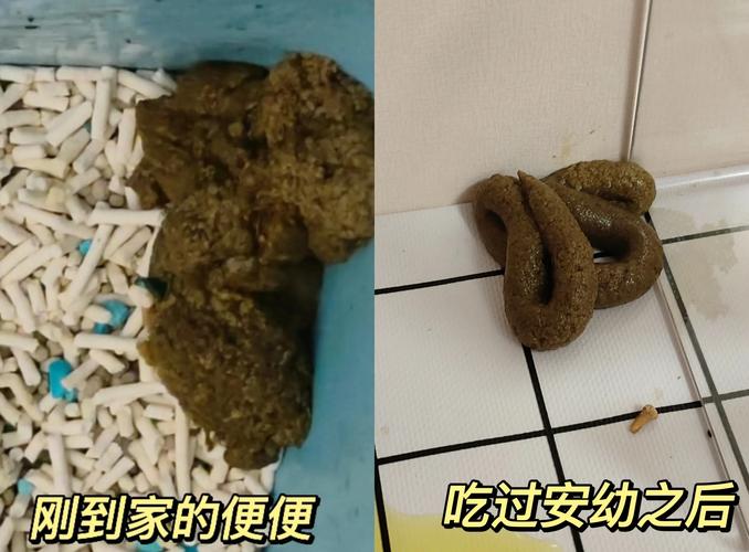 2025年水貂养殖前景