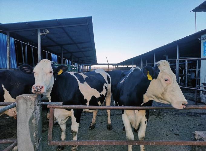 2025年奶牛养殖前景如何?市场与机遇并存?