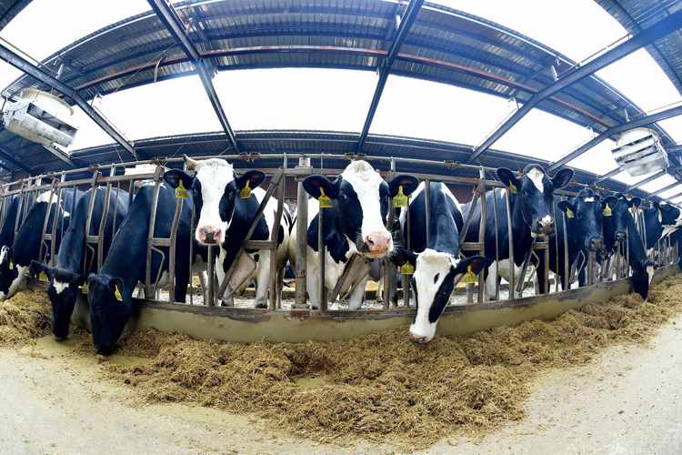 2025年奶牛养殖前景如何?市场与机遇并存?