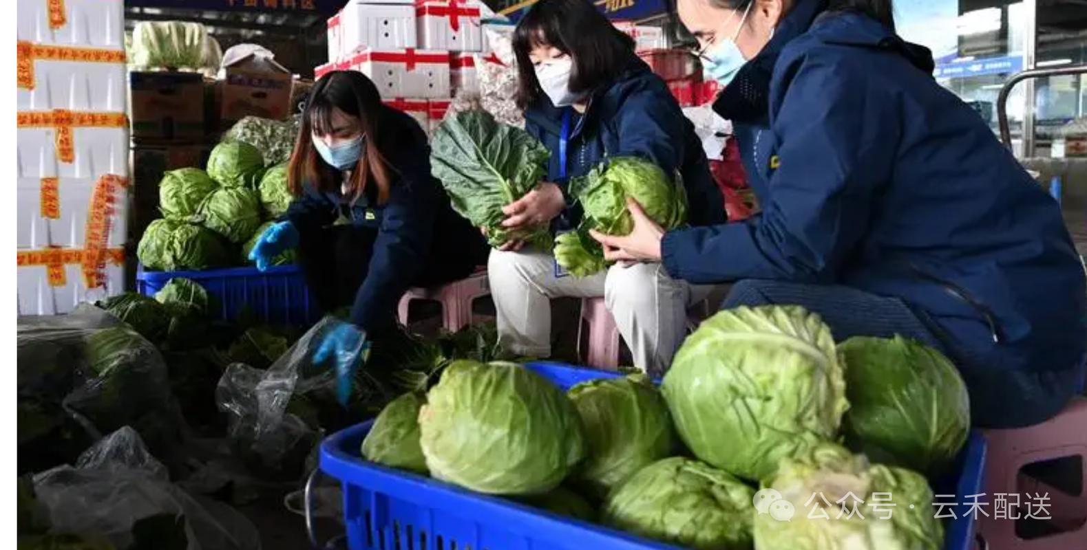 全国蔬菜配送前景如何?