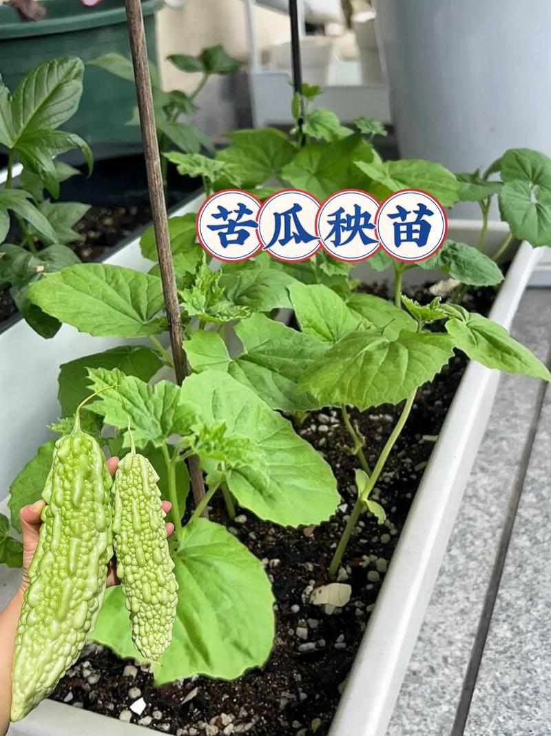 苦瓜产业发展前景分析