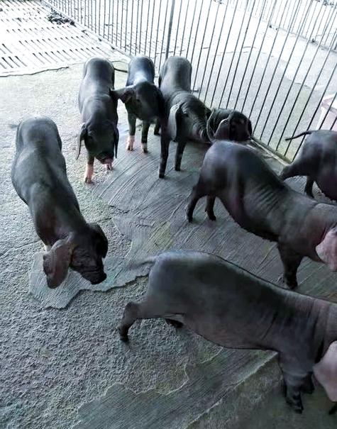 2025年庆阳养猪政策