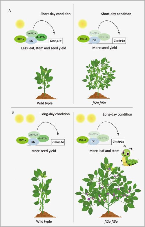 大豆研究前景意义何在?