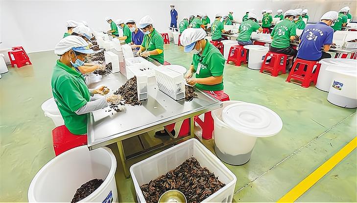 槟榔出口市场前景如何