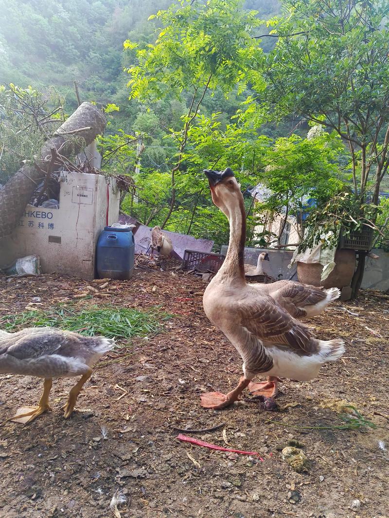 2025大鹅市场前景究竟如何?