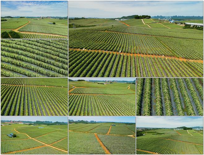 火龙果产业政策如何影响其全国分布格局?