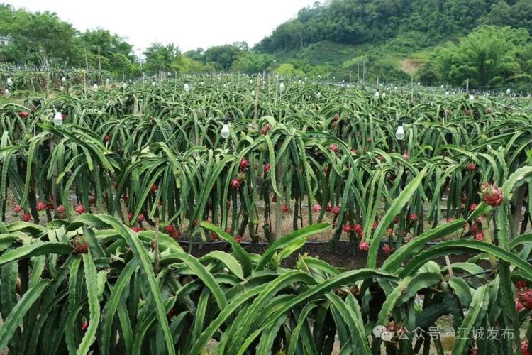 火龙果产业政策如何影响其全国分布格局?