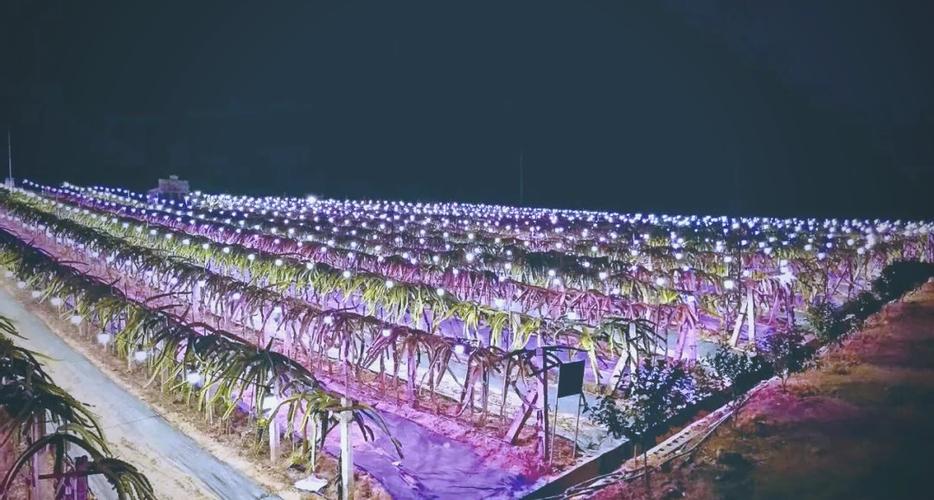 火龙果产业政策如何影响其全国分布格局?