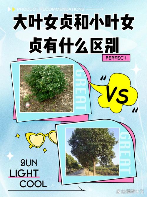 女贞前景如何?市场与价值几何?