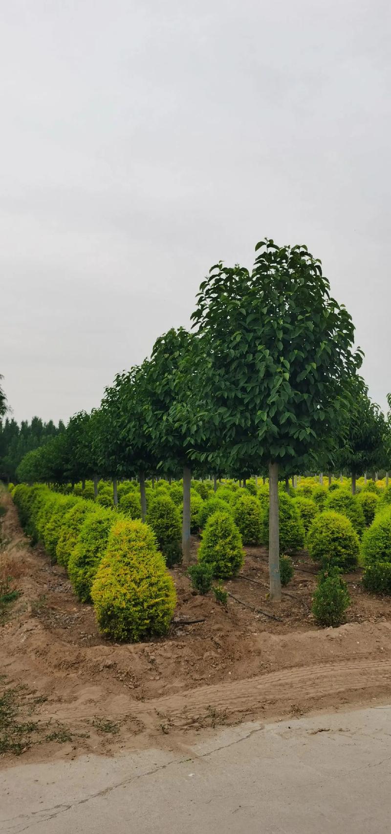 女贞前景如何?市场与价值几何?