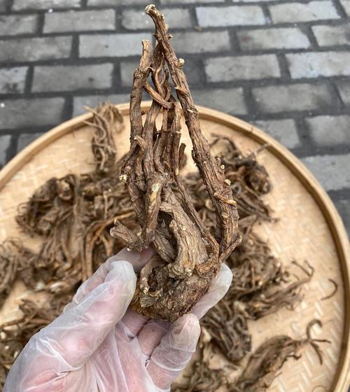 当归前景趋势如何?